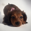 Thumbnail: Lizzie -long haired shaded red dapple mini dachshund 