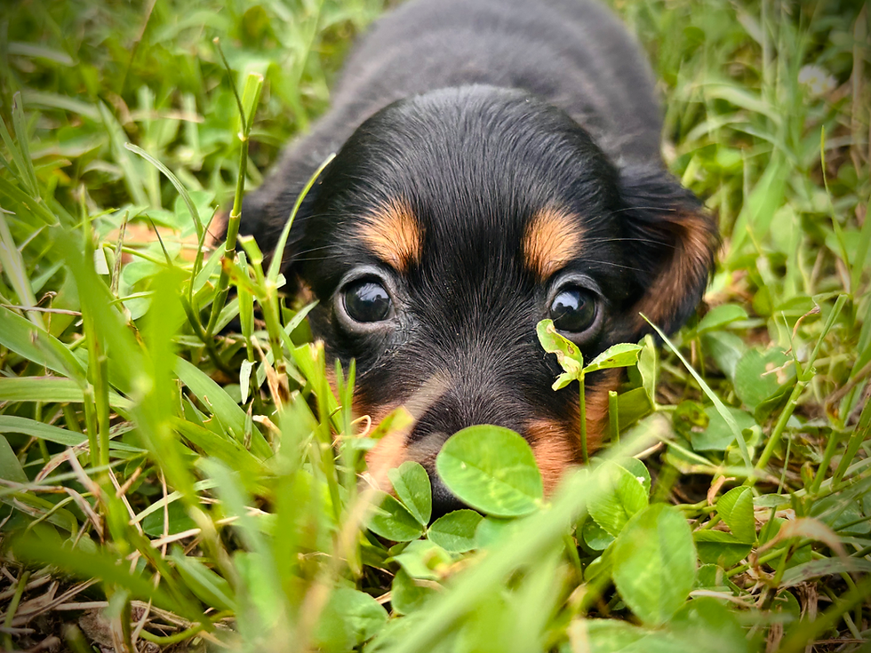 Sam (black and tan long haired mini dachshund) 