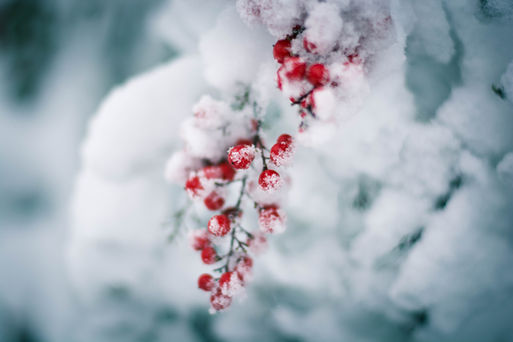snowberries.jpg