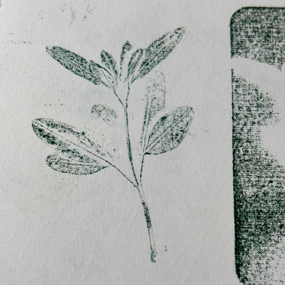 The Hunter Valley Literary, Cake and Flower Society - Botanical Printing