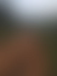 Looking back - Looking forward