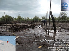 mangrove.jpg