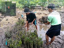 mangrove.jpg