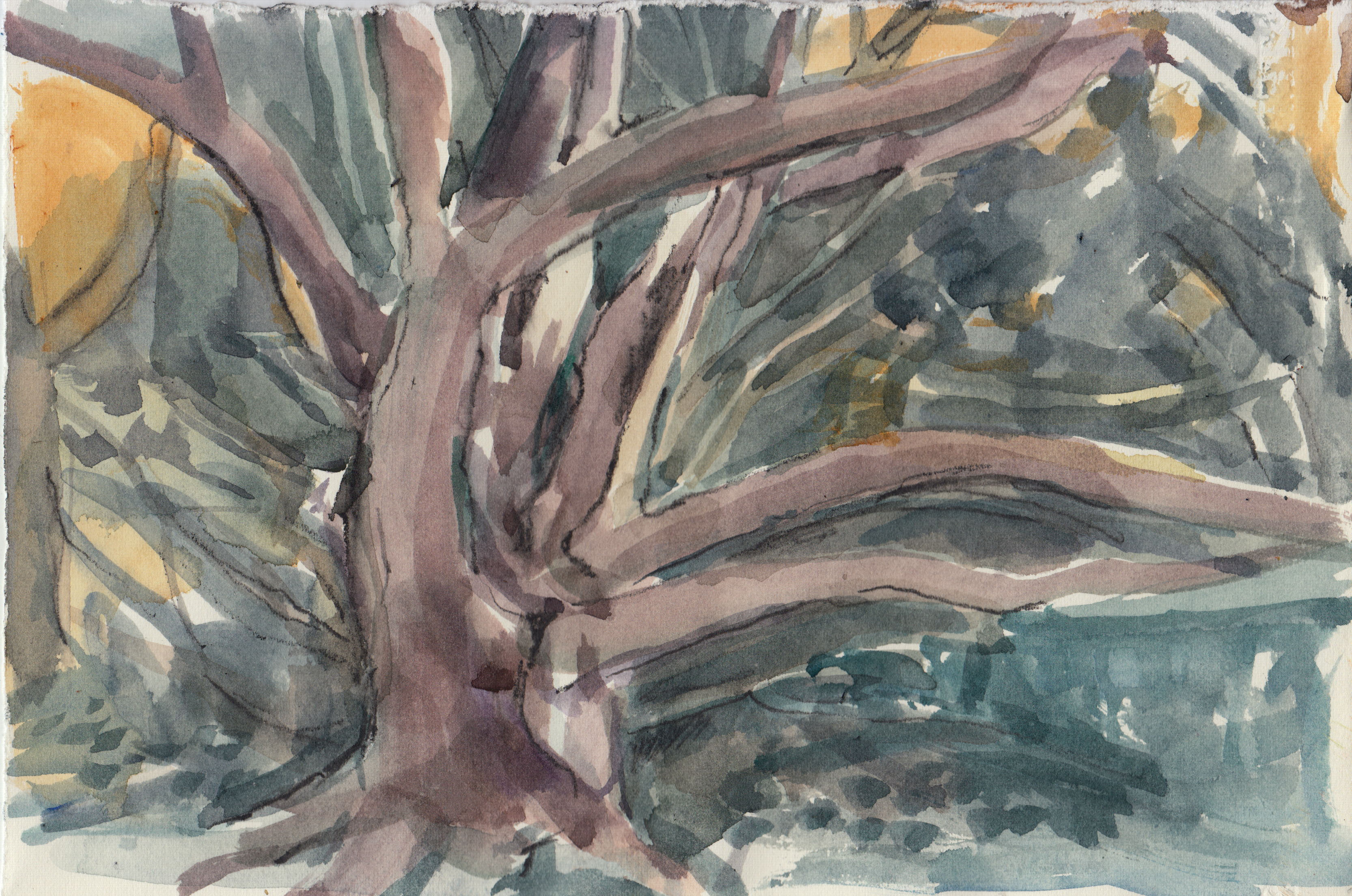 Watercolour by Rachel Mercer
Trees to Climb. Image of a Tree