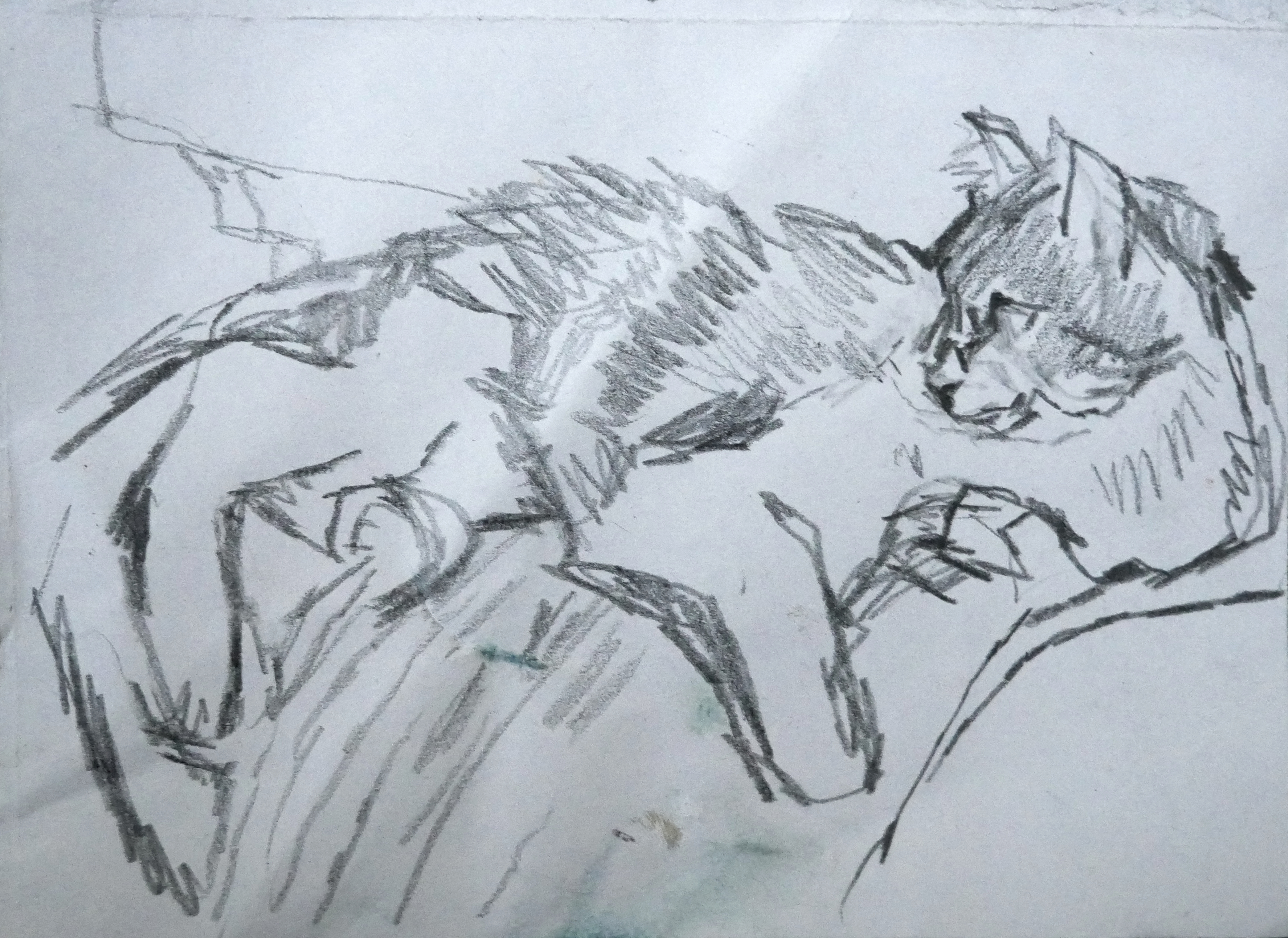 Drawing by Rachel Mercer
