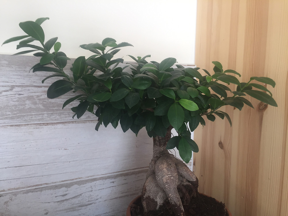 Le Ginseng du cabinet !