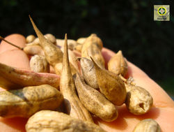 Semilla criolla de calabaza