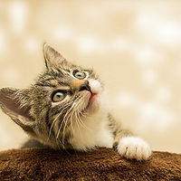 Tarif d'un cat sitter