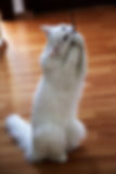 ree