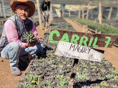 Busca la UAT preservar la genética de especies de maguey