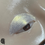 Thumbnail: Eye makeup with Goldenrod - Duo Chrome Golden Shimmer Eyeshadow applied beautifully on the eye