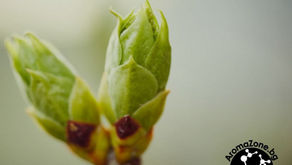 Гемотерапия - ползи и приложения