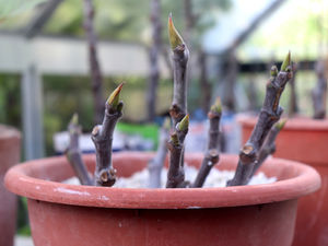 איך מרבים עצים מענפים