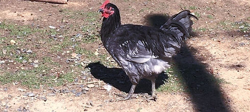 122007953_157565129370734_7870483316506273398_o_edited_edited.jpg