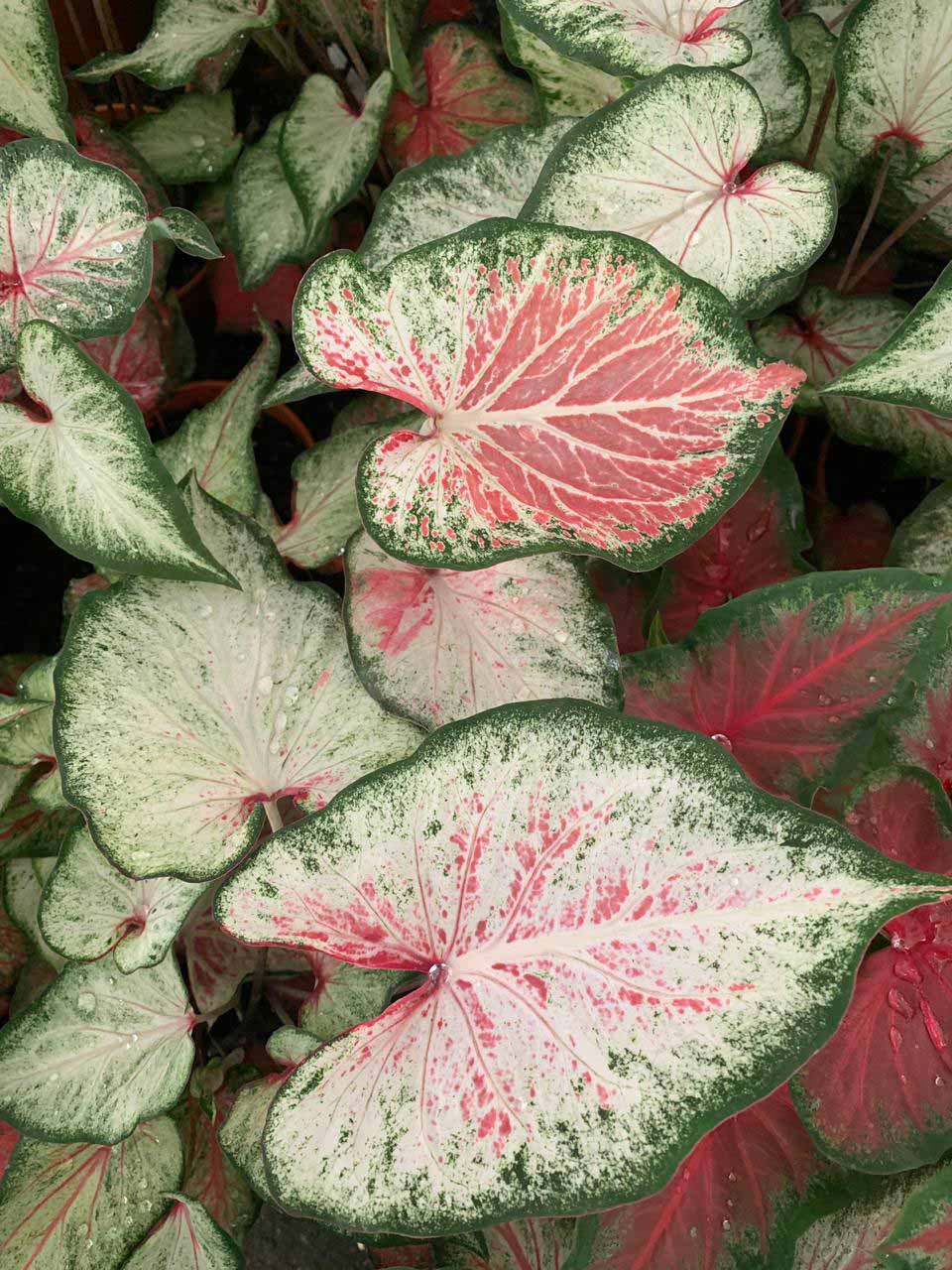 Plantas interior | jardinelencanto