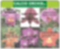 Calcio Orchid
