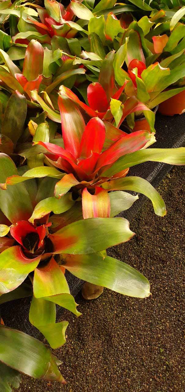 Plantas interior | jardinelencanto