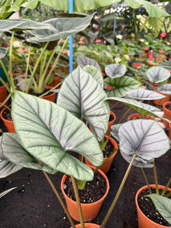 Alocasia Bisma