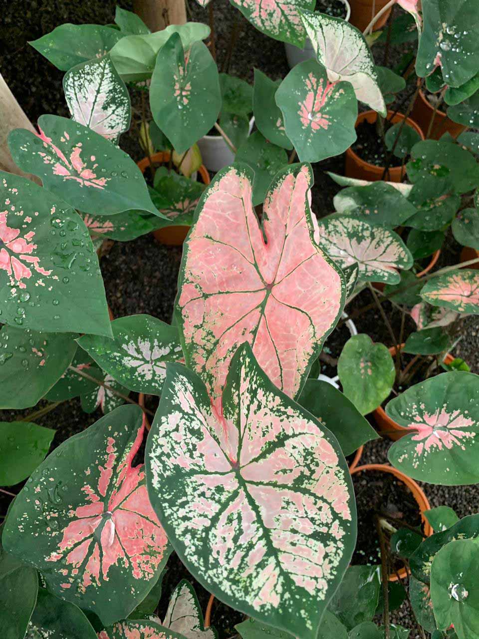 Plantas interior | jardinelencanto