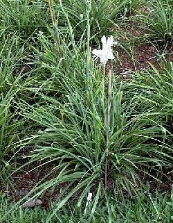 Polianthes The Pearl