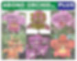 Abono Orchid Plus
