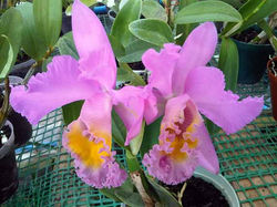Cattleyas_157