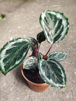 Calathea Jungle Rose