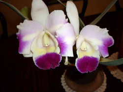 Cattleyas_105