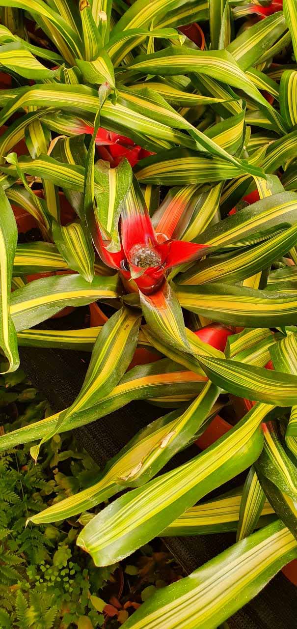 Plantas interior | jardinelencanto