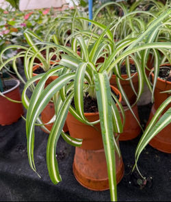 Clorofito Crespo "Bonnie"