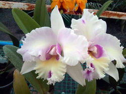 Cattleyas_141