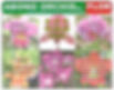 Abono Orchid flor