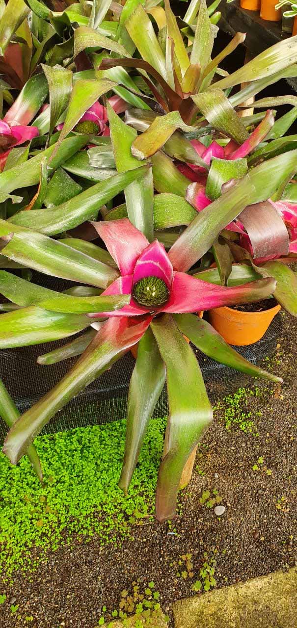 Plantas interior | jardinelencanto