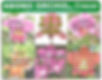 Abono Orchid crecer