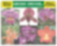 Abono Orchid brilla plantas