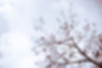 arbre__MG_4155