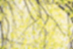 arbre_IMG_0653