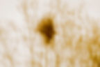 arbre_IMG_0555