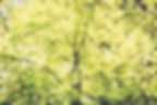 arbre_IMG_0598