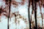 arbre__MG_4147