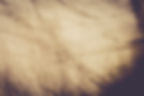 arbre_IMG_0559