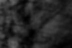 arbre_IMG_0561