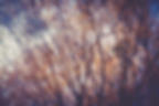 arbre_IMG_0591