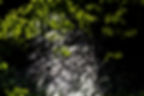 arbre__MG_4118