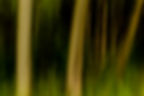 arbre_IMG_0505