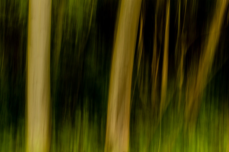 arbre_IMG_0505