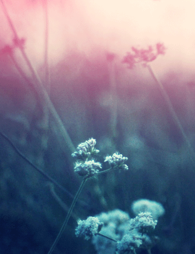 꽃9.gif