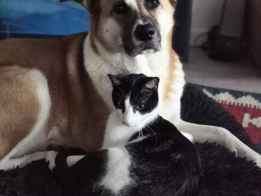 FLY & SAINT FELICIEN