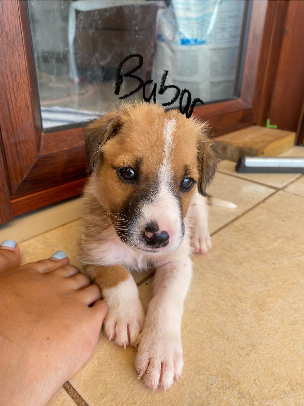 WhatsApp Image 2026-04-09 at 14.35.08 (2)