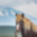 Wildlife of Iceland